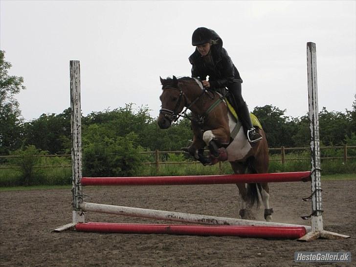 Pinto Pinoccio  billede 6