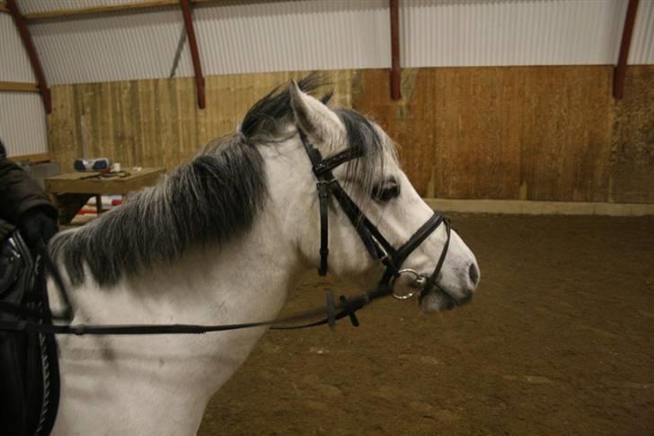 Welsh Pony af Cob-type (sec C) Korreborgs Rubin (Solgt) - oktober 2009 billede 12