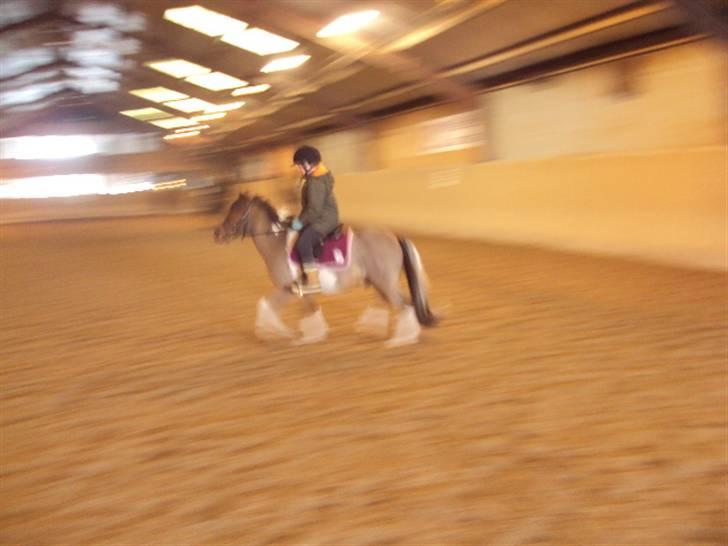 Pinto Pinoccio  billede 10