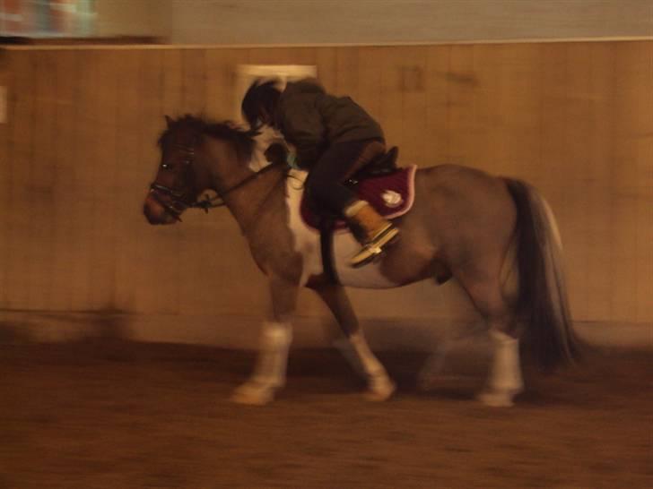 Pinto Pinoccio  billede 14