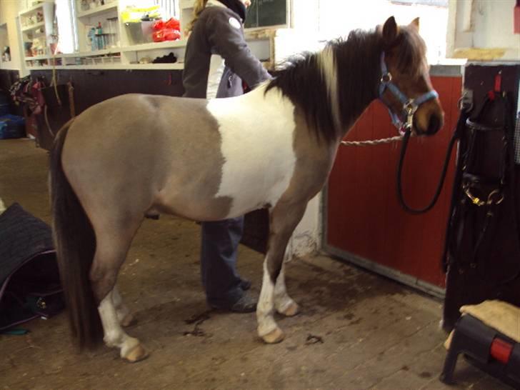 Pinto Pinoccio  billede 16