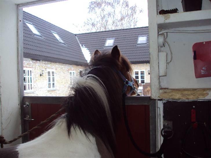 Pinto Pinoccio  - er der nogen der ude? billede 18