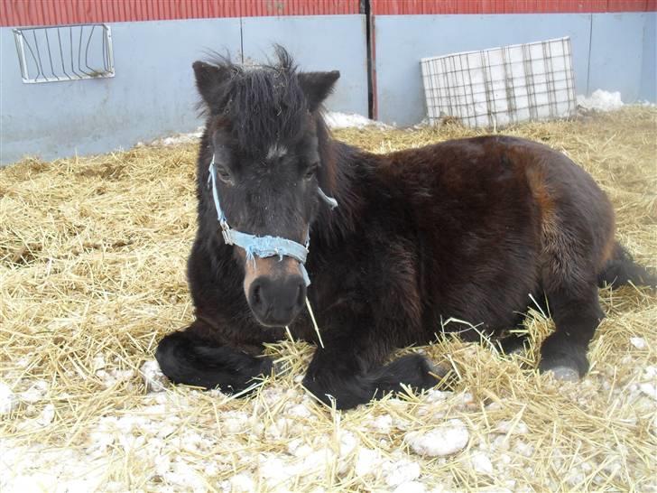 Shetlænder axel *SOLGT*:'( - 11 billede 9