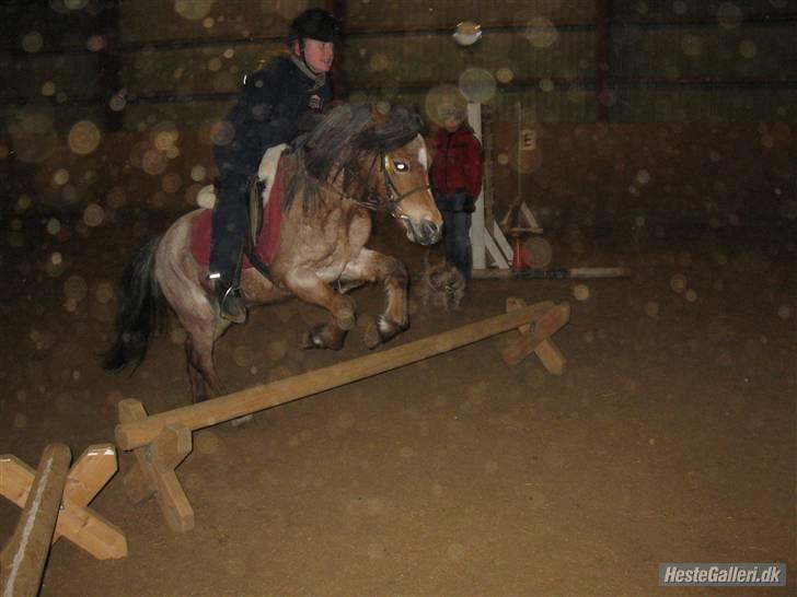 Welsh Pony (sec B)  Golden Bitti  billede 3