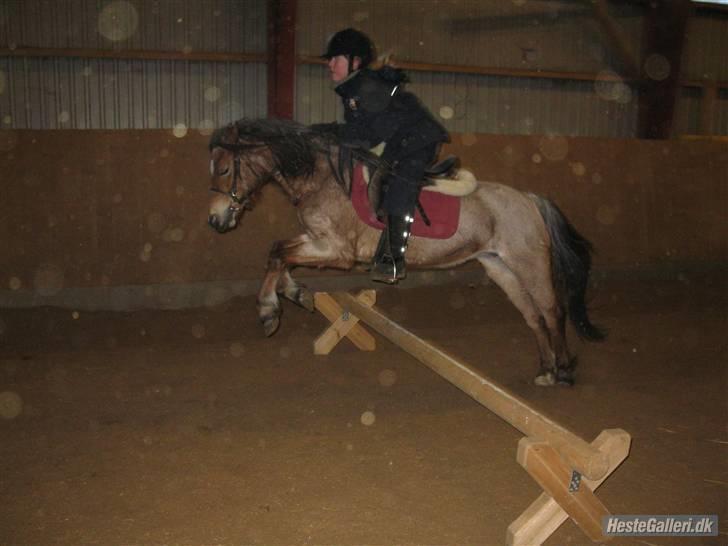 Welsh Pony (sec B)  Golden Bitti  billede 4