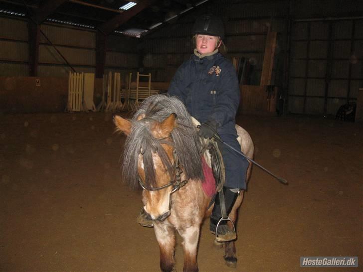 Welsh Pony (sec B)  Golden Bitti  billede 5