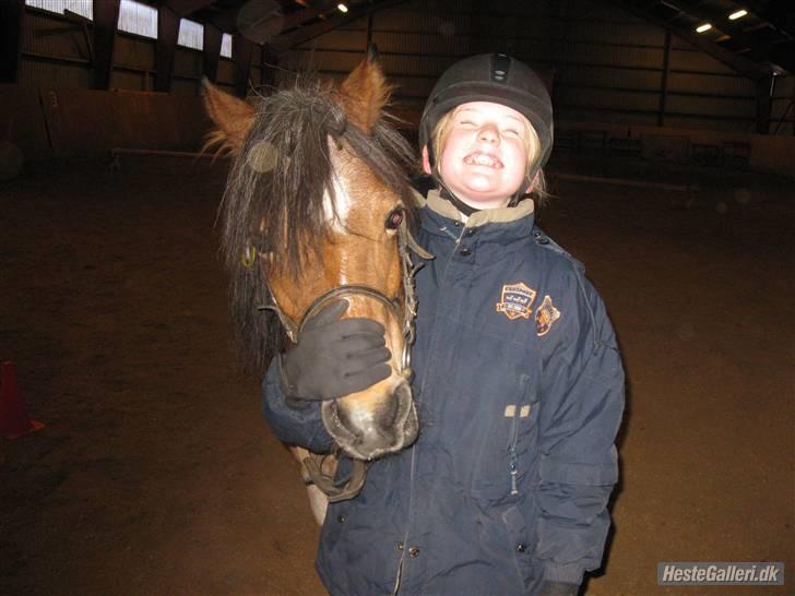 Welsh Pony (sec B)  Golden Bitti  billede 6