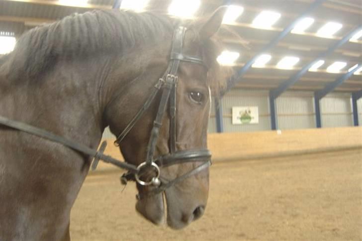 Anden særlig race Reval - Reval billede 2