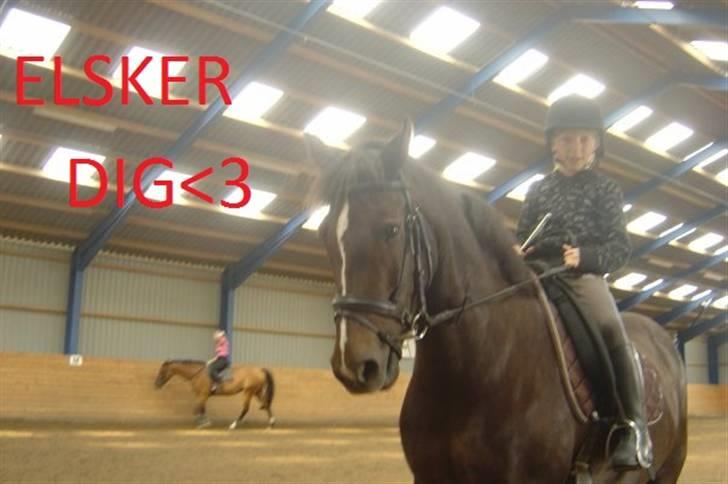 Anden særlig race Reval - Elsker ham billede 4