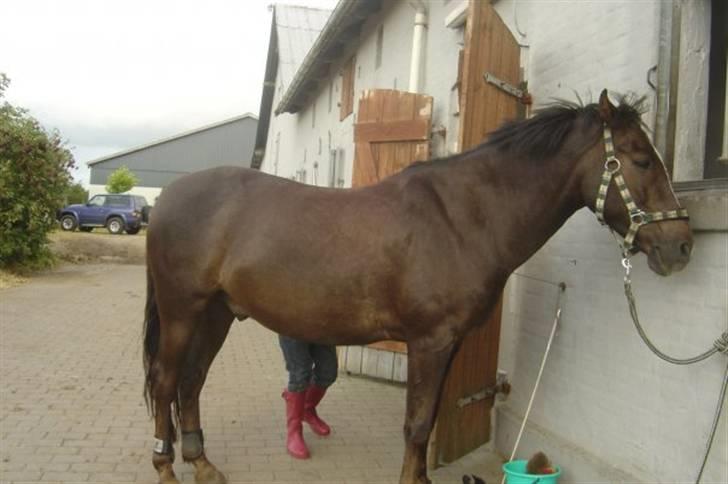 Anden særlig race Reval - Valle billede 5