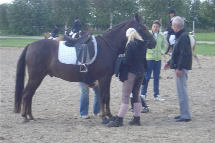 Anden særlig race Reval - Til stævne billede 6