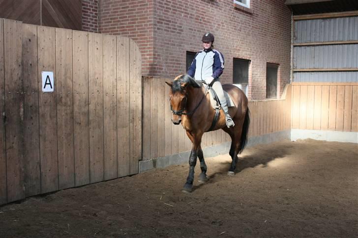 Dansk Varmblod Logo † 23-8-10 † billede 17