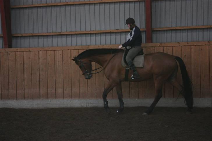 Dansk Varmblod Logo † 23-8-10 † billede 18