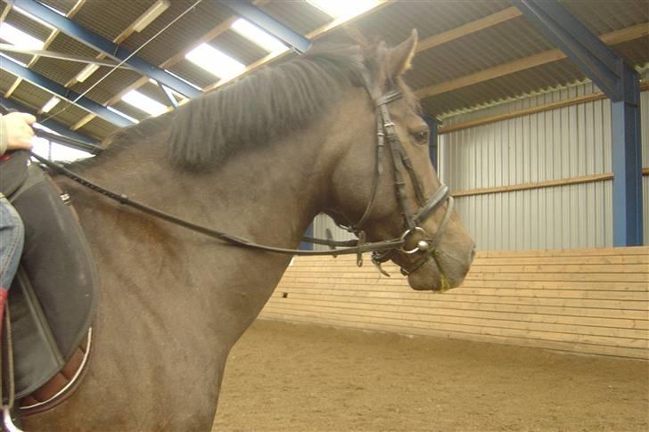 Anden særlig race Reval - Valle mus billede 9