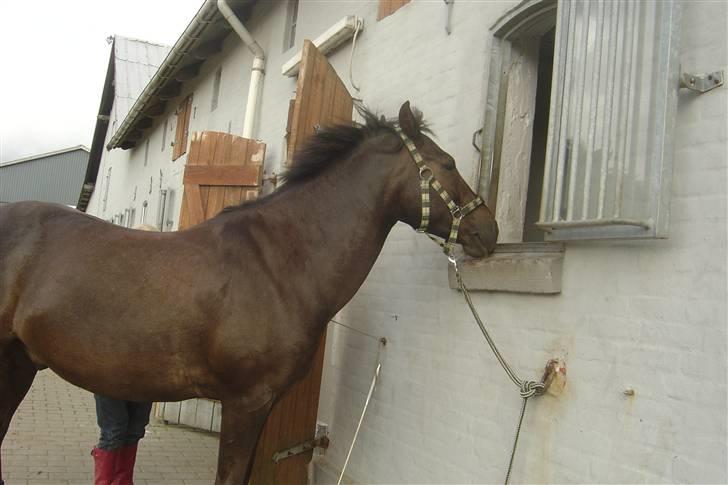 Anden særlig race Reval - Reval billede 10