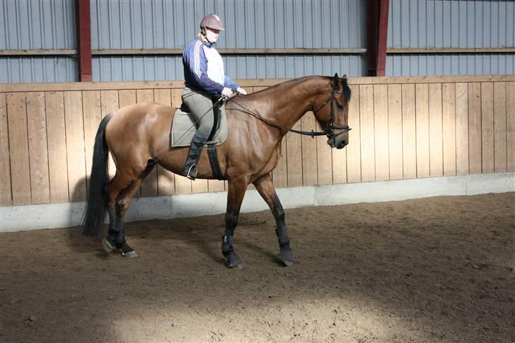 Dansk Varmblod Logo † 23-8-10 † billede 19