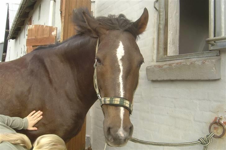 Anden særlig race Reval - Du har en stor plads i mit hjerte( savner dig) billede 12