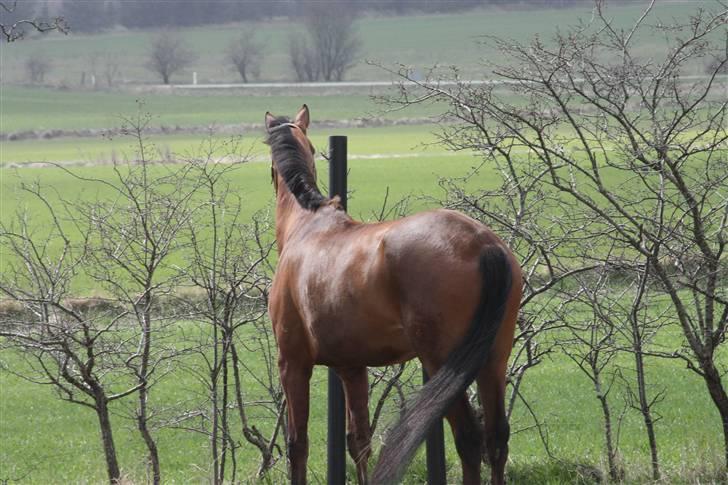 Dansk Varmblod Logo † 23-8-10 † - Når enden er go er alting godt :) Lig gerne en bedømmelse og en kommentar :) billede 20