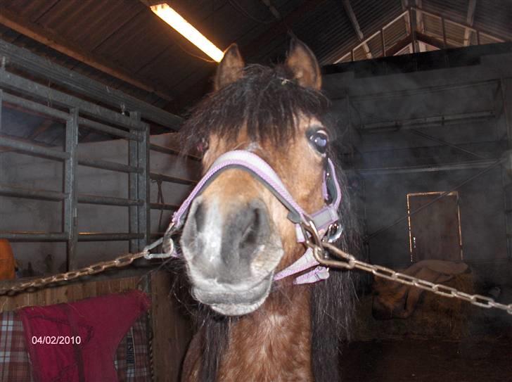 Welsh Pony (sec B)  Golden Bitti  billede 7
