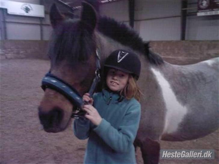 Anden særlig race Pegasus *SOLGT* - velkommen til Pegasus` profil, giv gerne en bedømmelse og en kommentar:) billede 1