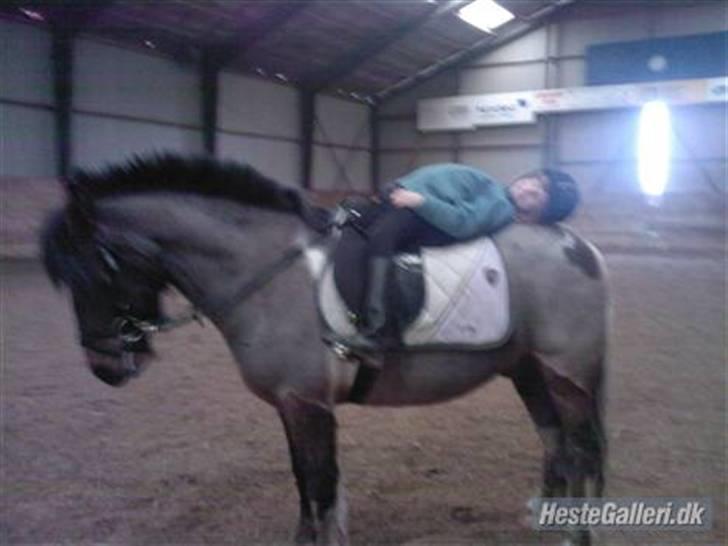 Anden særlig race Pegasus *SOLGT* billede 2