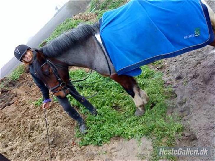 Anden særlig race Pegasus *SOLGT* billede 3