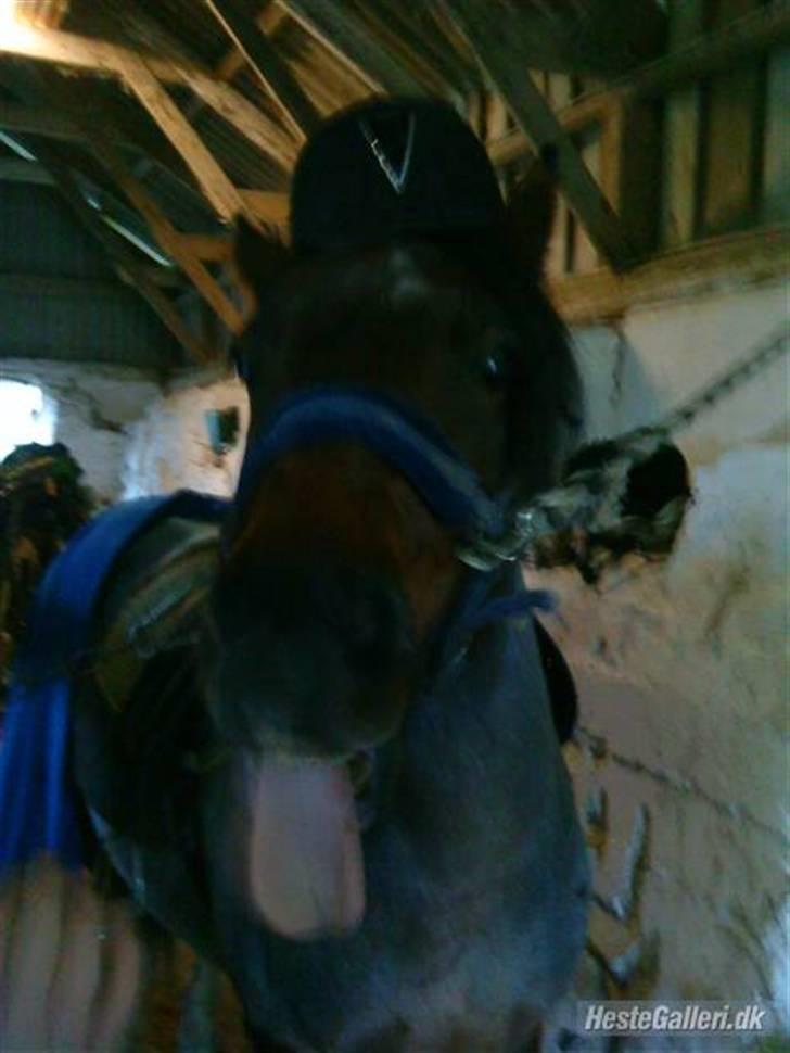 Anden særlig race Pegasus *SOLGT* billede 4