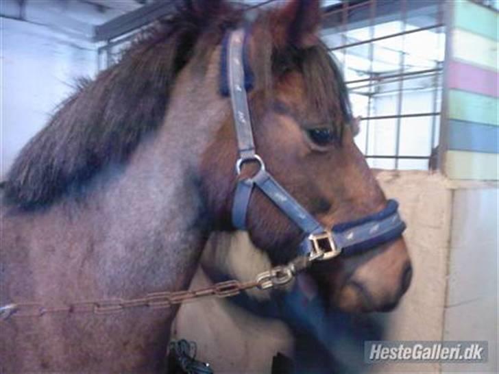 Anden særlig race Pegasus *SOLGT* billede 5