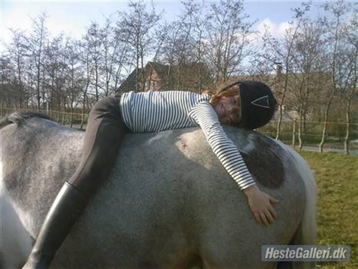 Anden særlig race Pegasus *SOLGT* billede 6