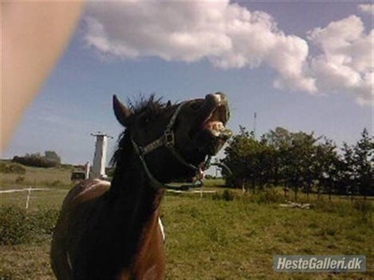 Anden særlig race Pegasus *SOLGT* billede 7