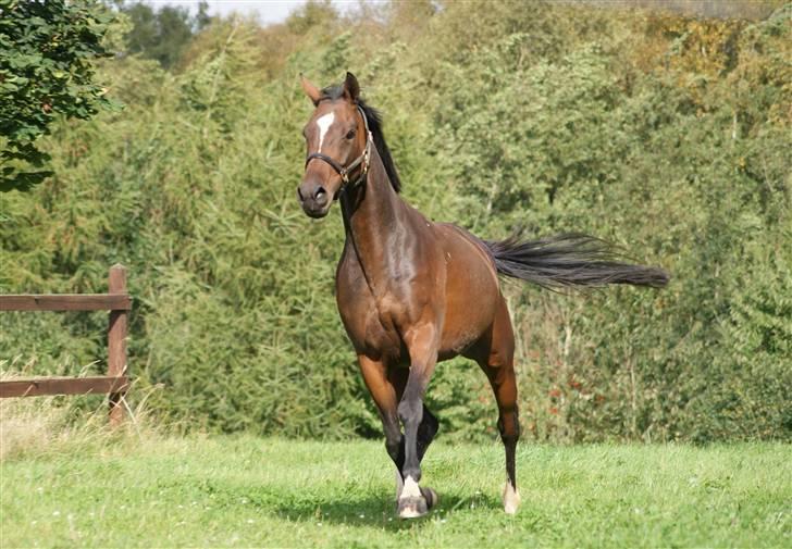 Fuldblod (XX) Little Thyne xx (IRE) billede 4