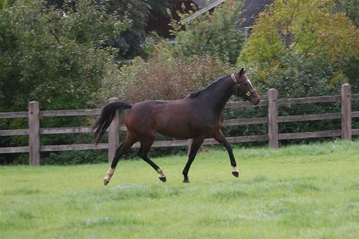 Fuldblod (XX) Little Thyne xx (IRE) billede 5