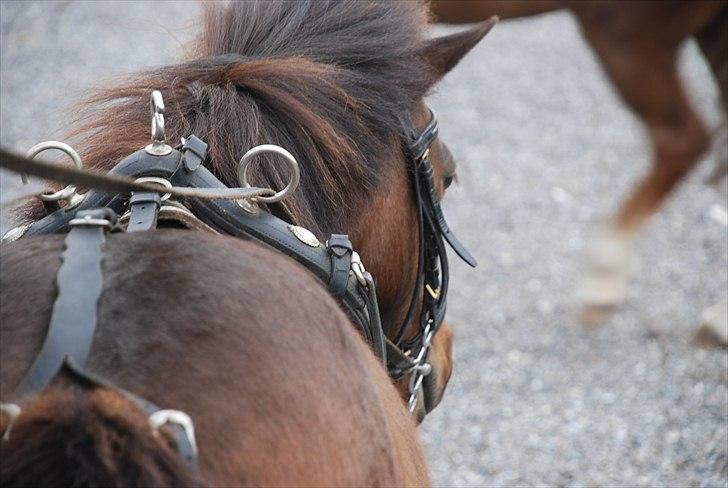 Shetlænder Sofus " My Soulmate:')"<3 - NYT!  fordi du er pisse sej  allerede  ALLER første gang du går i sele!:´) SÅ stolt af dig skath!<3
Foto: Dea billede 14