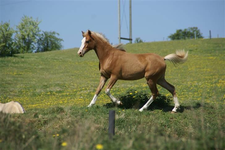 Tysk Sportspony Grazeful Frosted Sazzy ES - Hu hej hvor det går. Smukke Grazy <3 billede 14