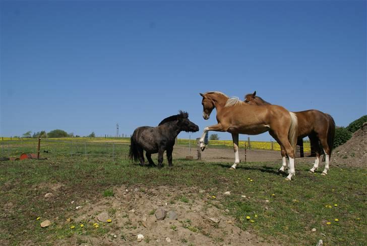 Tysk Sportspony Grazeful Frosted Sazzy ES - Kom Bumle - vi skal lege... billede 15