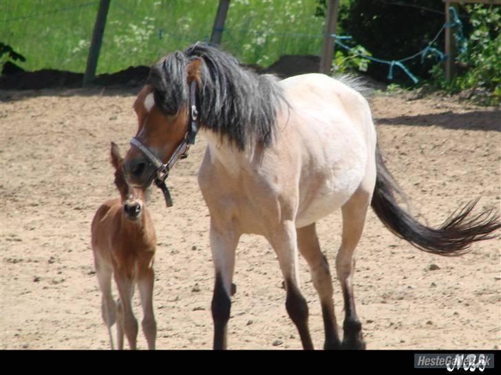 Welsh Pony (sec B)  Golden Bitti  billede 9