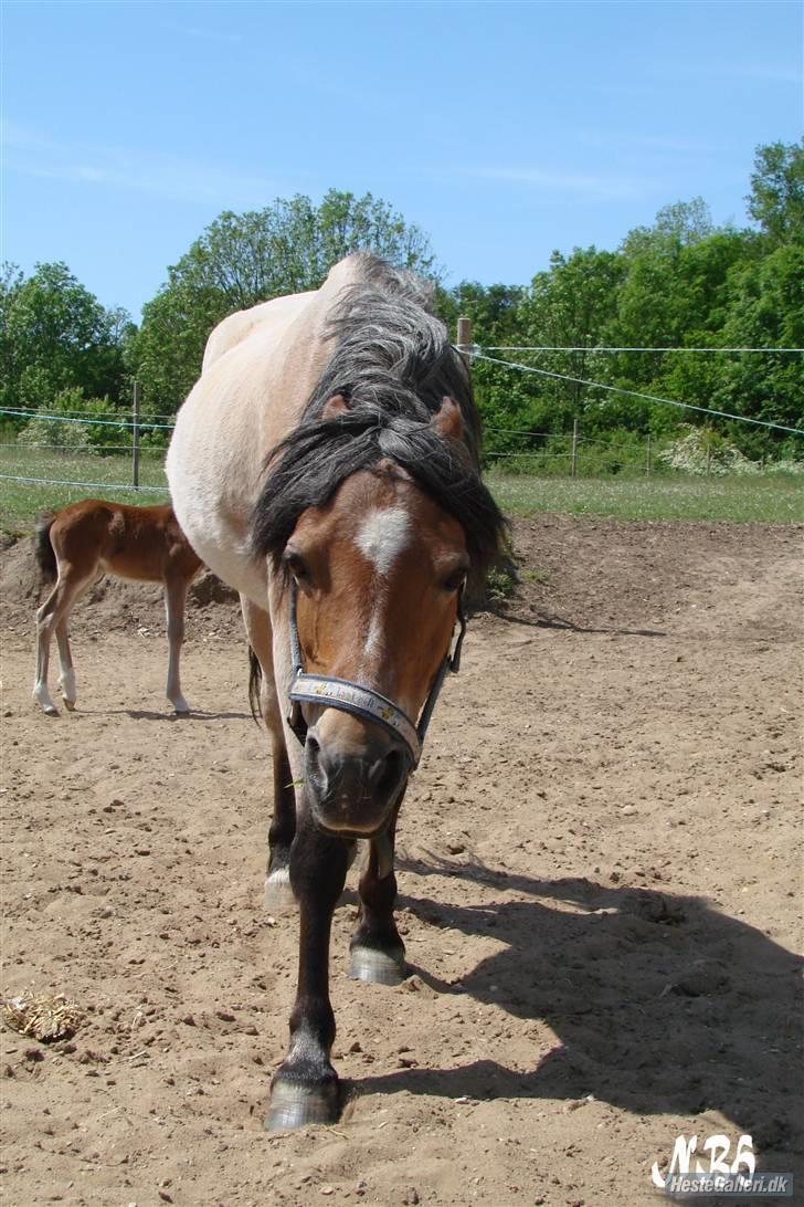 Welsh Pony (sec B)  Golden Bitti  billede 10