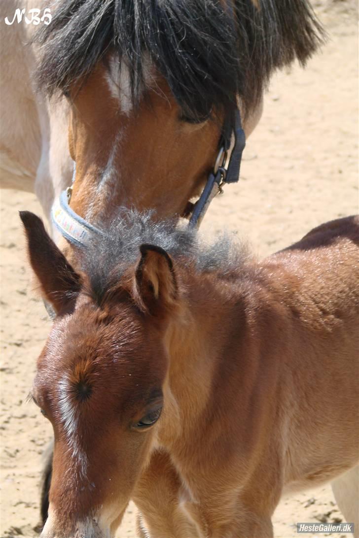 Welsh Pony (sec B)  Golden Bitti  billede 1