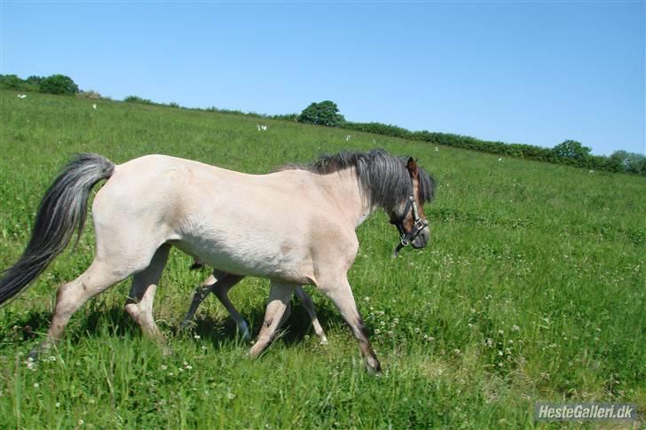 Welsh Pony (sec B)  Golden Bitti  billede 12