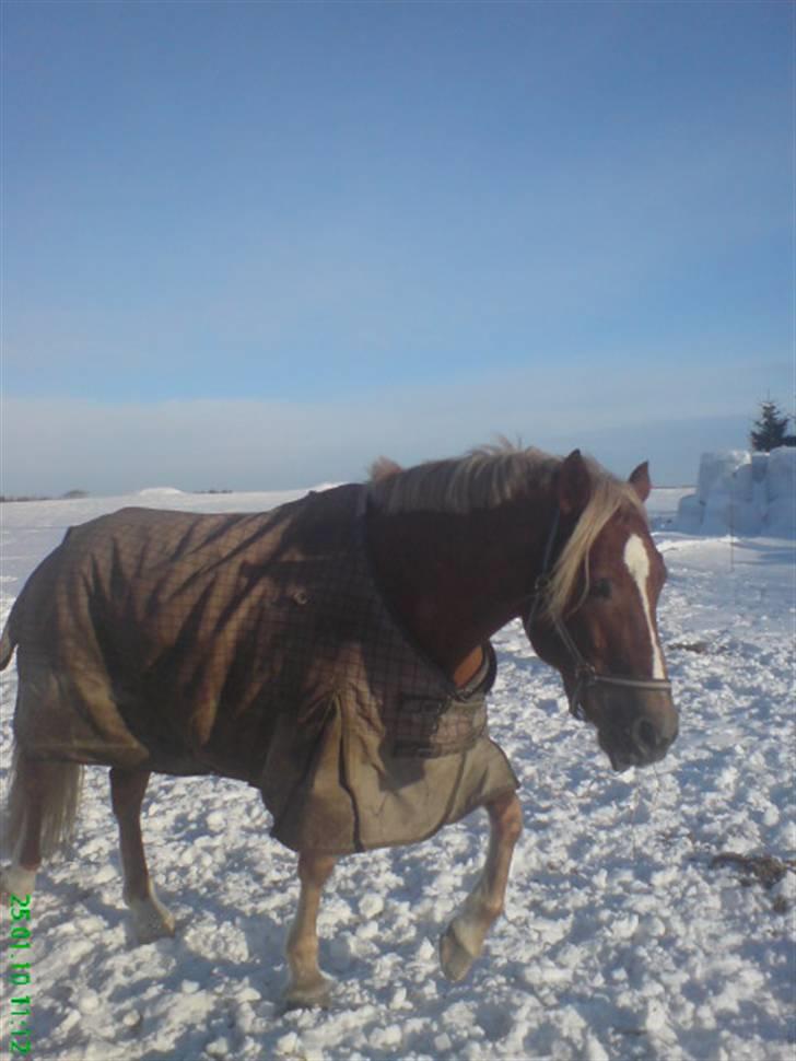 Welsh Cob (sec D) Kiding Game On - Game on en af de første dage jeg har ham:0) billede 1