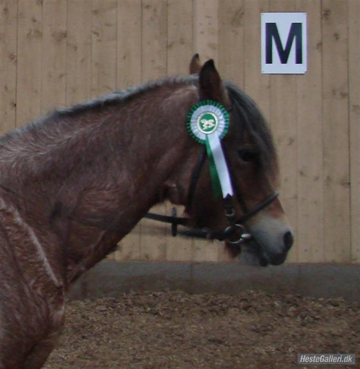 Welsh Pony (sec B)  Golden Bitti  billede 14