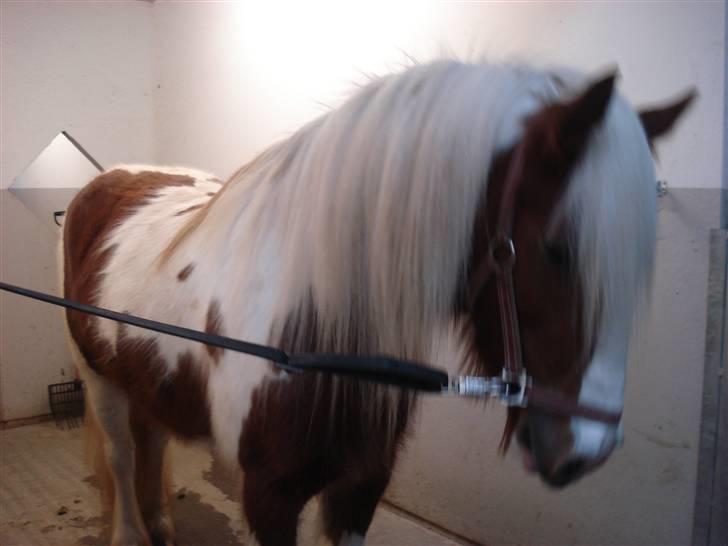 Tinker Piebald Irish Kiki billede 15