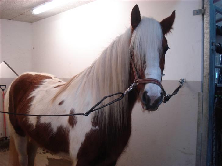 Tinker Piebald Irish Kiki billede 16