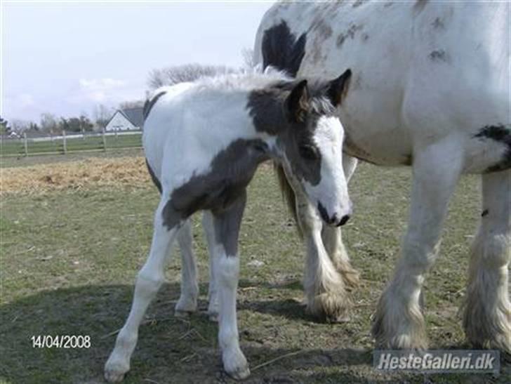 Tinker Kaiser billede 2
