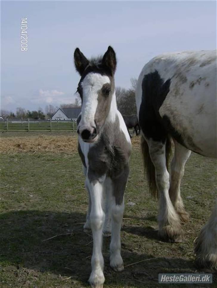 Tinker Kaiser billede 13