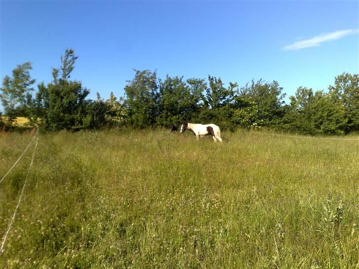 Tinker Kaiser billede 4