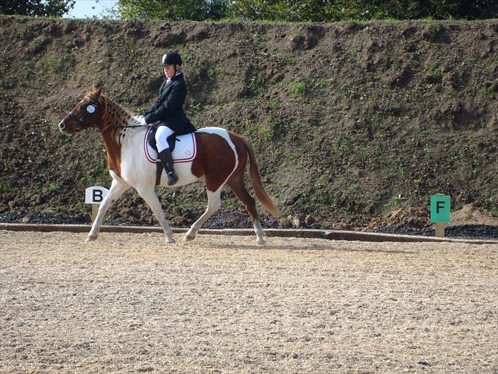 Pinto Spirit Verner - 17. Til stævne billede 17