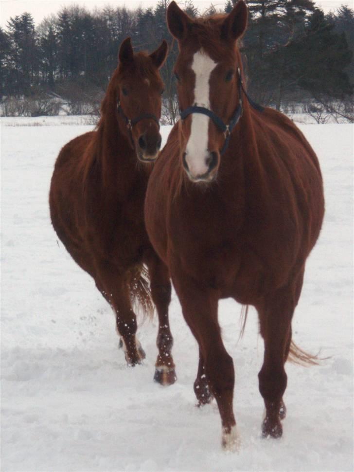 Dansk Varmblod Duet (solgt) billede 2