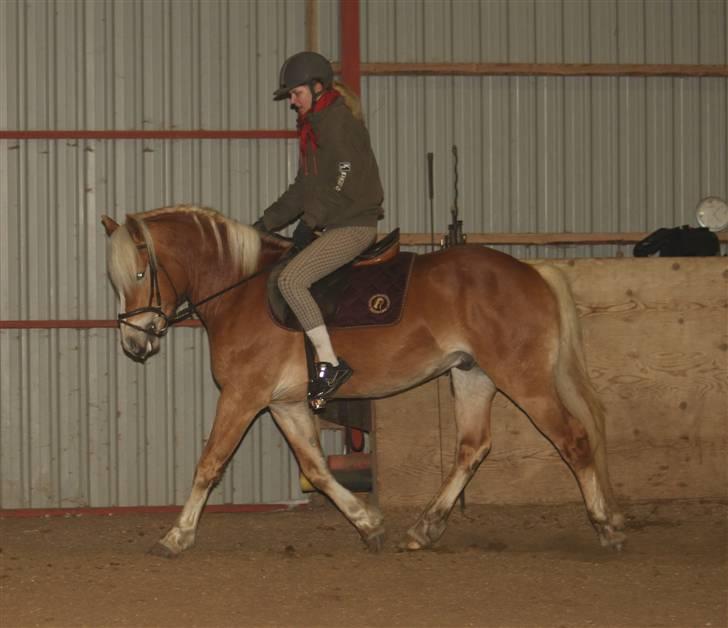 Haflinger Aragon *SOLGT* - (CNN-foto) billede 11