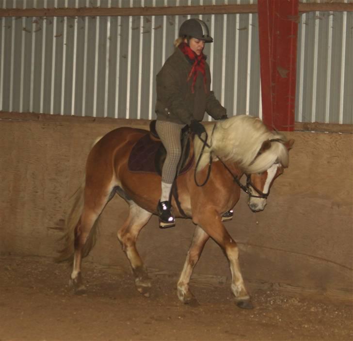 Haflinger Aragon *SOLGT* - (CNN-foto) billede 12